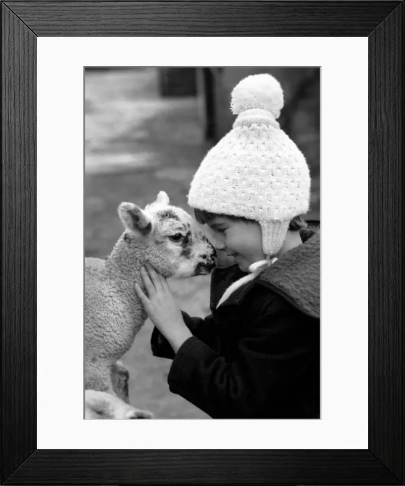 Framed Print : Children / Animals / Cute. Lamb and Child. December 1976 76-07533 Framed Print : Children / Animals / Cute. Lamb and Child. December 1976 76-07533