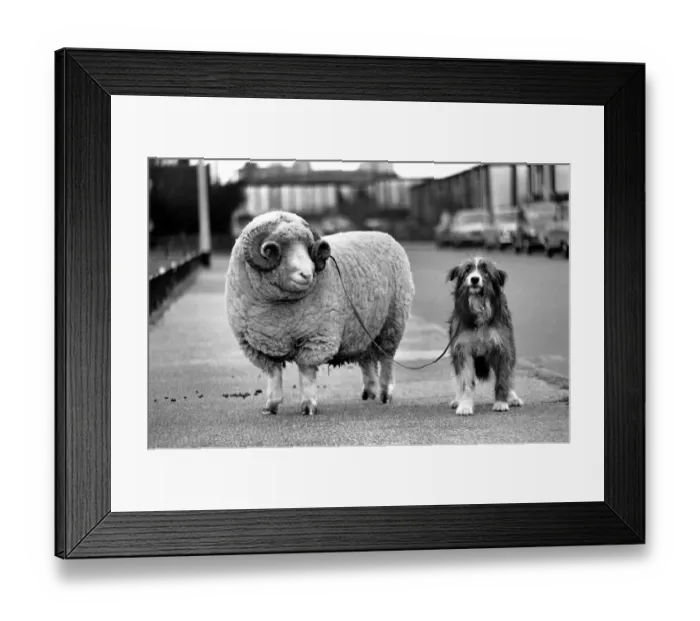 Framed Print : Animals: Humour: Nell the sheepdog takes Arnold the ram for his walkies