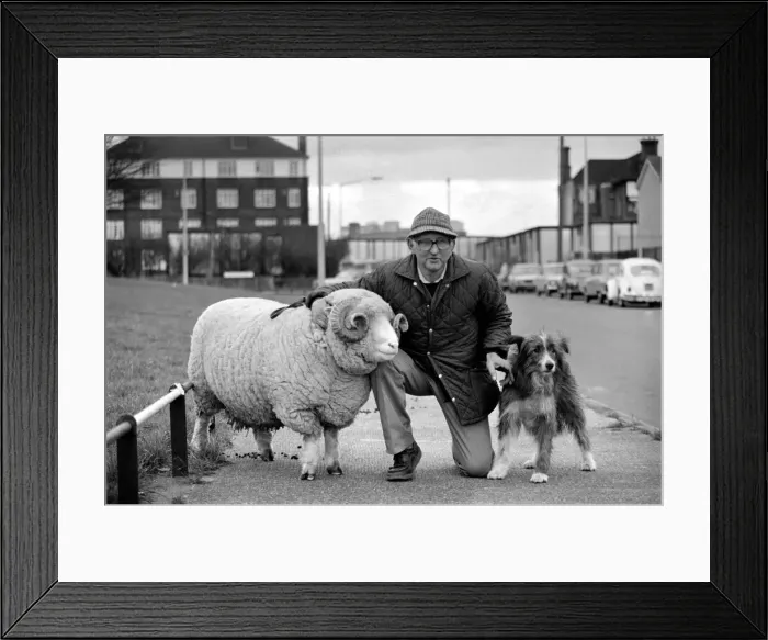 Framed Print : Animals: Humour: Nell the sheepdog takes Arnold the ram for his walkies Framed Print : Animals: Humour: Nell the sheepdog takes Arnold the ram for his walkies