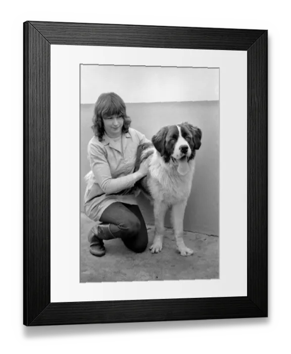 Framed Print : Battersea Dogs Home: St. Barnard. March 1975 75-01645