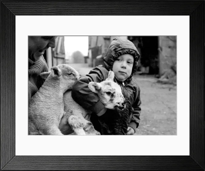 Framed Print : Children  /  Animals  /  Cute. Lambs and Child. December 1976 76-07533-003