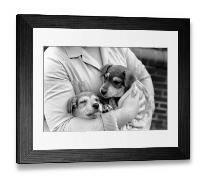 Framed Print : Animals: Cute: Puppies / Dogs. Woman and Pups. December 1976 76-07541-011 Framed Print : Animals: Cute: Puppies / Dogs. Woman and Pups. December 1976 76-07541-011