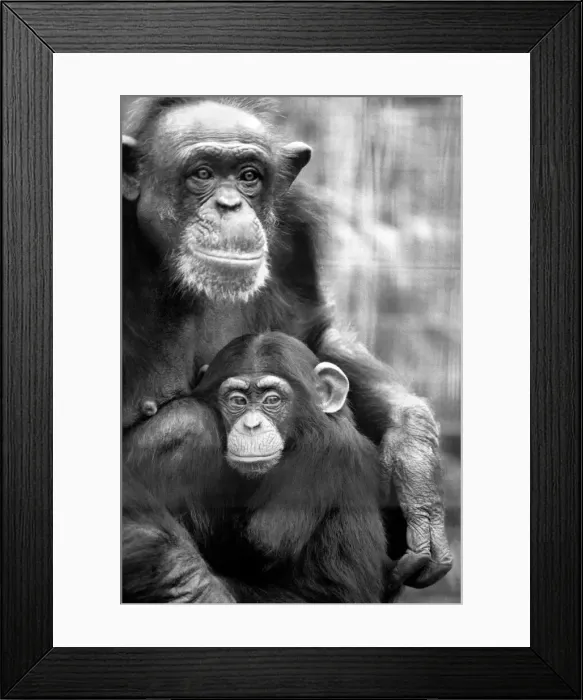 Framed Print : Zoo Animals: Chimp. December 1975 75-06831-001