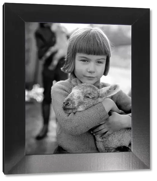 Animal  /  cute  /  child. Little girl and lambs. December 1975 75-06826