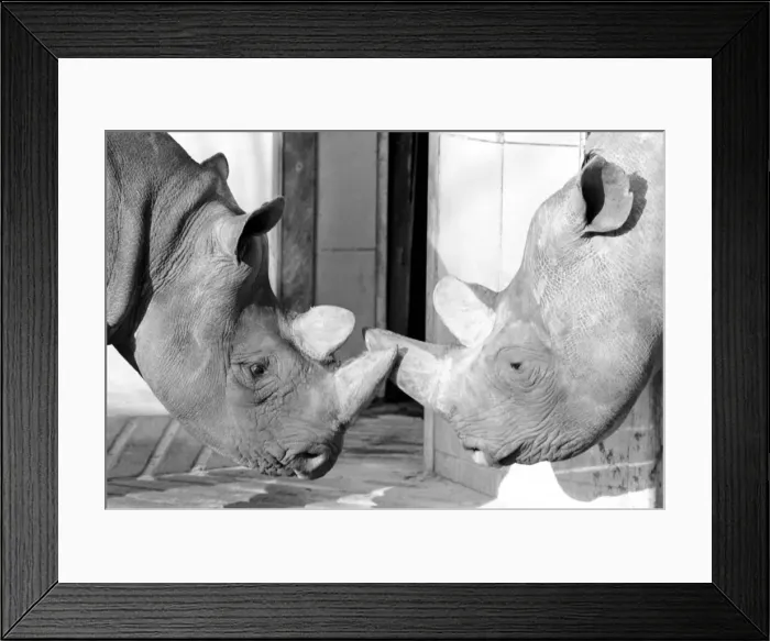 Framed Print : Black Rhinos Rupert and Thelma at Bristol Zoo. January 1975 75-00379-012 Framed Print : Black Rhinos Rupert and Thelma at Bristol Zoo. January 1975 75-00379-012