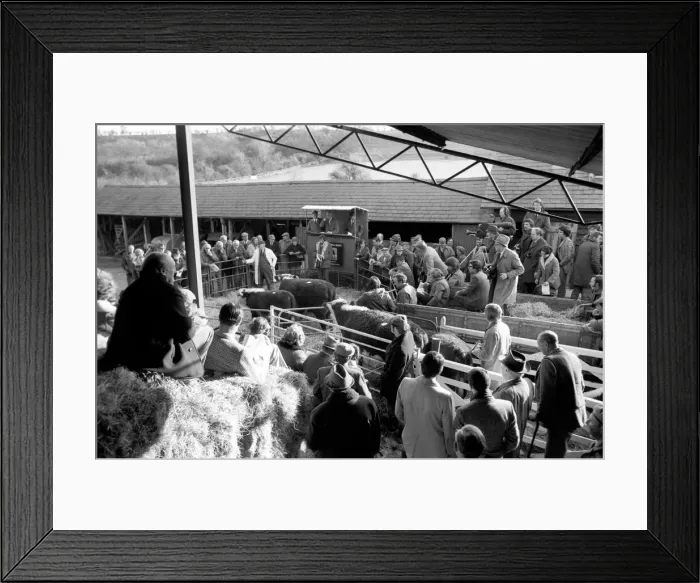 Framed Print : Lord Avon, former British Prime Minister Anthony Eden, at the sale of cattle at Manor Framed Print : Lord Avon, former British Prime Minister Anthony Eden, at the sale of cattle at Manor