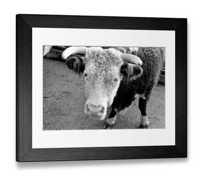Framed Print : Sale of Lord Avons cattle at Manor farm near Salisbury, Wiltshire