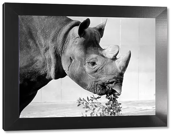 Black Rhino at Bristol Zoo. January 1975 75-00379-013