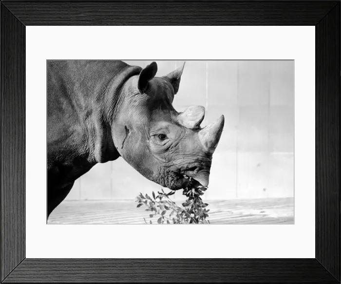 Framed Print : Black Rhino at Bristol Zoo. January 1975 75-00379-013 Framed Print : Black Rhino at Bristol Zoo. January 1975 75-00379-013