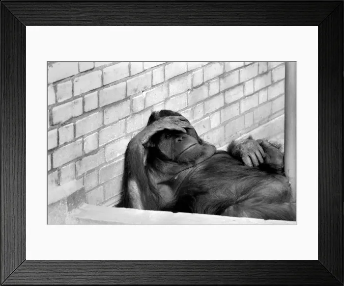 Framed Print : 8 year old Orang utan Njonja at Chessington Zoo. January 1975 75-00080-002 Framed Print : 8 year old Orang utan Njonja at Chessington Zoo. January 1975 75-00080-002
