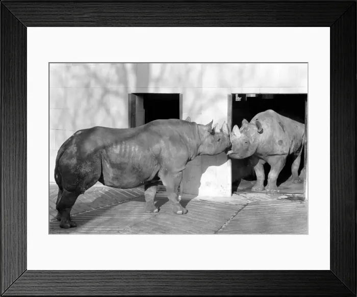 Framed Print : Black Rhinos Rupert and Thelma at Bristol Zoo. January 1975 75-00379-002 Framed Print : Black Rhinos Rupert and Thelma at Bristol Zoo. January 1975 75-00379-002