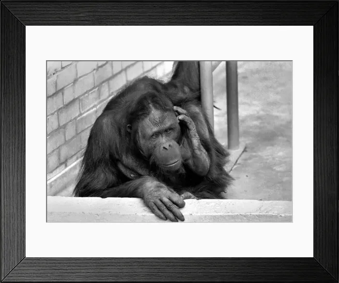 Framed Print : 8 year old Orang utan Njonja at Chessington Zoo. January 1975 75-00080-001 Framed Print : 8 year old Orang utan Njonja at Chessington Zoo. January 1975 75-00080-001