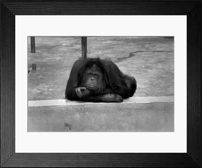 Framed Print : 8 year old Orang utan Njonja at Chessington Zoo. January 1975 75-00080 Framed Print : 8 year old Orang utan Njonja at Chessington Zoo. January 1975 75-00080