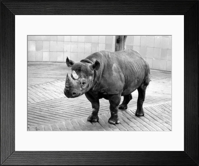 Framed Print : Black Rhino at Bristol Zoo. January 1975 75-00379-006 Framed Print : Black Rhino at Bristol Zoo. January 1975 75-00379-006