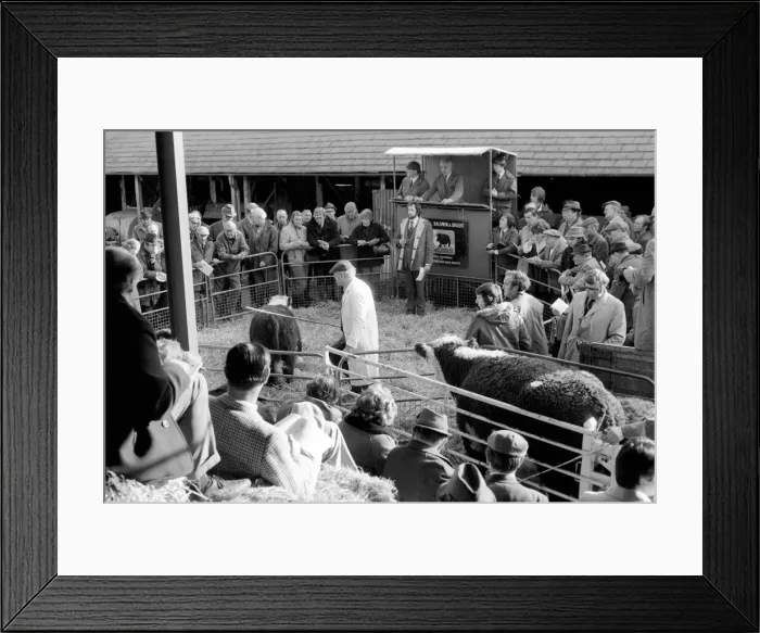 Framed Print : Lord Avon, former British Prime Minister Anthony Eden, at the sale of cattle at Manor Framed Print : Lord Avon, former British Prime Minister Anthony Eden, at the sale of cattle at Manor