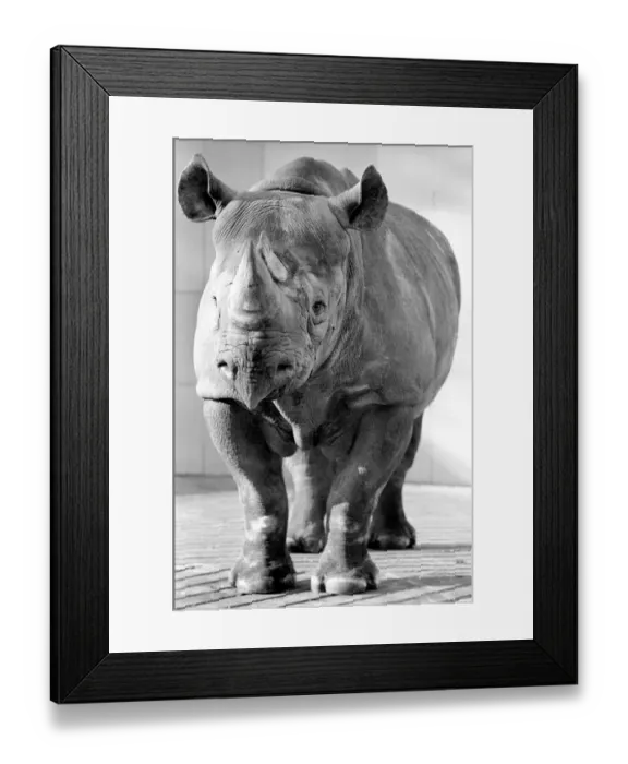 Framed Print : Black Rhino at Bristol Zoo. January 1975 75-00379-008 Framed Print : Black Rhino at Bristol Zoo. January 1975 75-00379-008