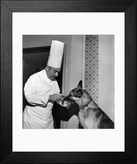 Framed Print : Prince Karl the Alsatian. Before Prince appeared in front of the press he had to have a Framed Print : Prince Karl the Alsatian. Before Prince appeared in front of the press he had to have a