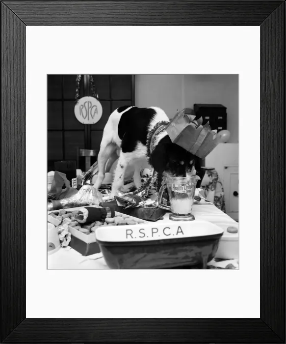 Framed Print : Blog, the mongrel, complete with Christmas-hat, is last to arrive at the party held at an Framed Print : Blog, the mongrel, complete with Christmas-hat, is last to arrive at the party held at an