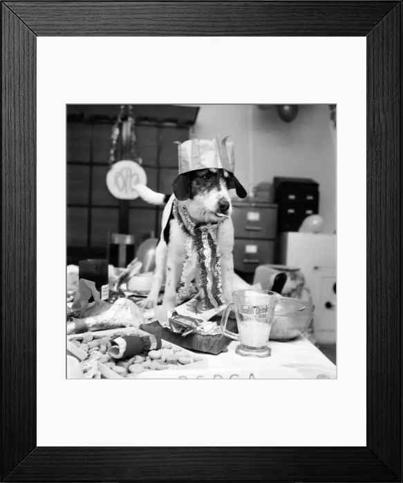 Framed Print : Blog, the mongrel, complete with Christmas-hat, is last to arrive at the party held at an