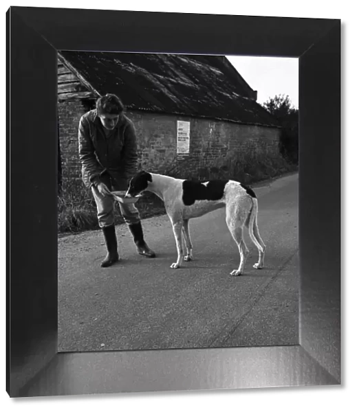 Dog: Sport: Racing: 'Mick'the Greyhound. December 1970 70-11584