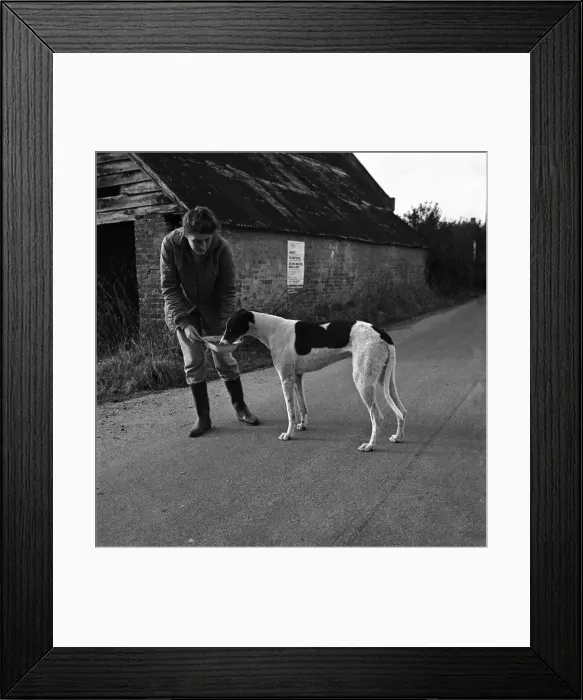 Framed Print : Dog: Sport: Racing: Mick'the Greyhound. December 1970 70-11584 Framed Print : Dog: Sport: Racing: Mick'the Greyhound. December 1970 70-11584