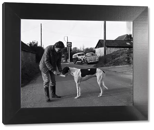 Dog: Sport: Racing: 'Mick'the Greyhound. December 1970 70-11584-001