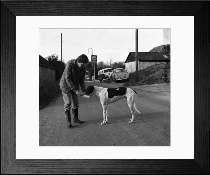 Framed Print : Dog: Sport: Racing: Mick'the Greyhound. December 1970 70-11584-001