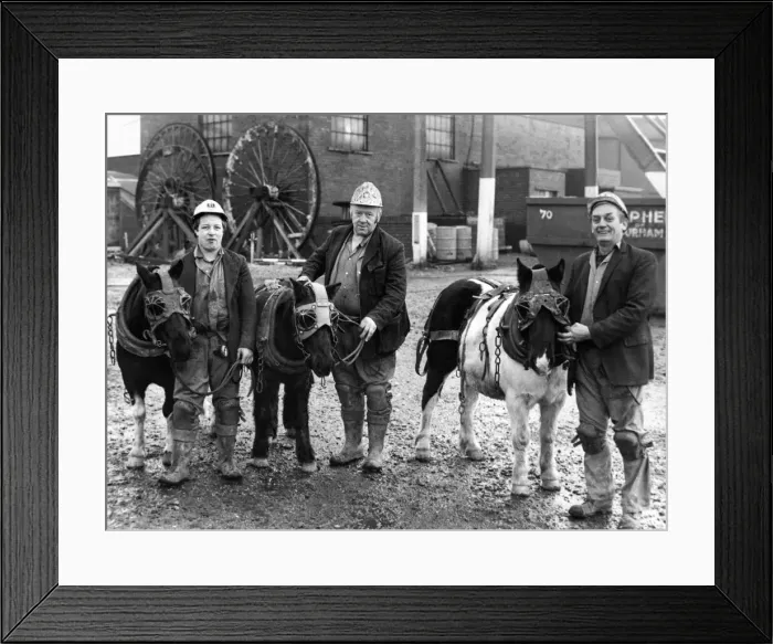 Framed Print : Pit ponies bullet, Darkie and Baldie, with pitmen George Oxley Framed Print : Pit ponies bullet, Darkie and Baldie, with pitmen George Oxley