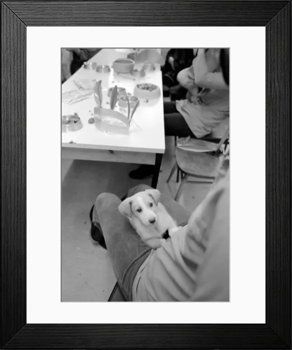 Framed Print : Dog Owners and their pets seen here having a Christmas party. December 1976 76-07481-010 Framed Print : Dog Owners and their pets seen here having a Christmas party. December 1976 76-07481-010
