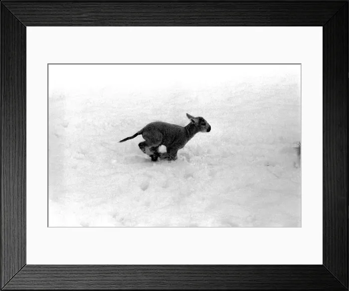 Framed Print : Just two days old and wanting to gambol about the field but unable to find it under a Framed Print : Just two days old and wanting to gambol about the field but unable to find it under a