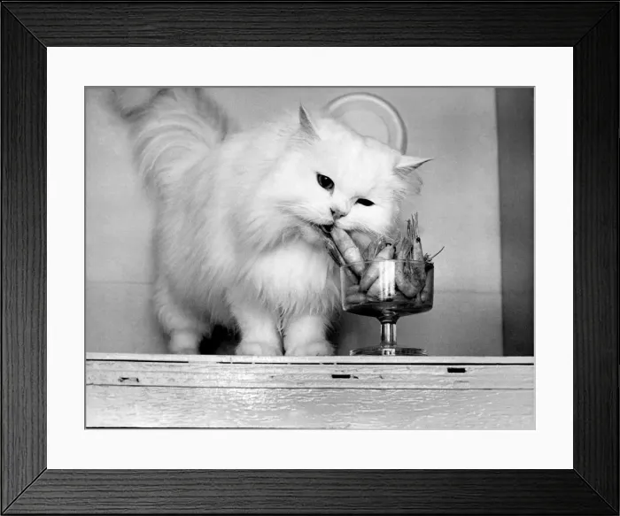 Framed Print : With the practiced skill of a gourmet, Shelley, the white Persian