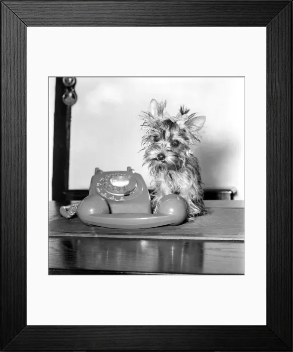 Framed Print : Fifi here is smaller than the average Yorkshire Terrier. Weighing in at only 24 oz Framed Print : Fifi here is smaller than the average Yorkshire Terrier. Weighing in at only 24 oz