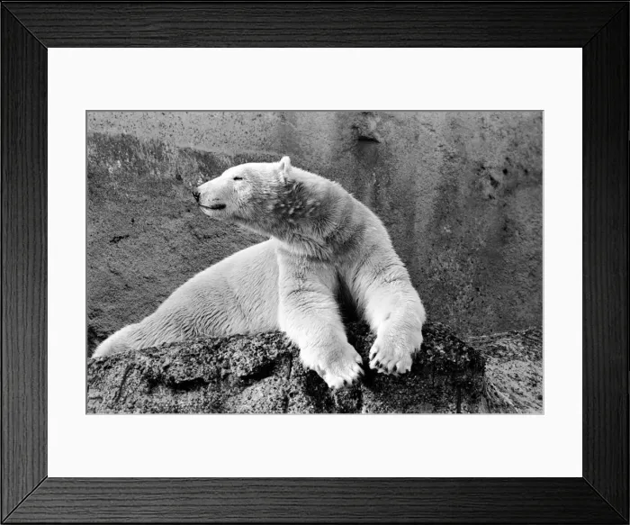 Framed Print : London Zoos Polar Bear Sabrina seen here enjoying the recent cold snap