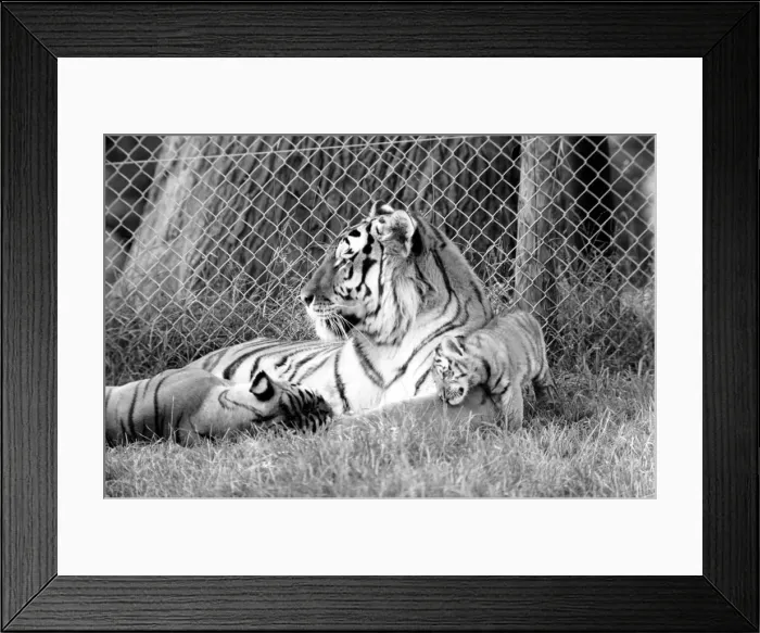 Framed Print : Tiger cubs at Longleat. 3 Sibirian tiger cubs plus loving male and female tigers