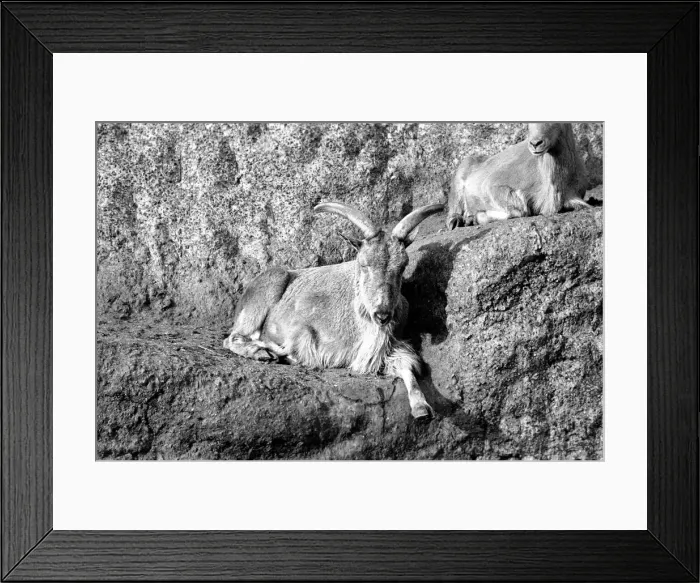 Framed Print : A Barbary sheep from North African must have thought it was still there Framed Print : A Barbary sheep from North African must have thought it was still there