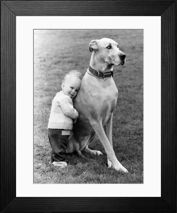 Framed Print : A pet and his pal. Giant dog with little boy leaning on him with affection Framed Print : A pet and his pal. Giant dog with little boy leaning on him with affection