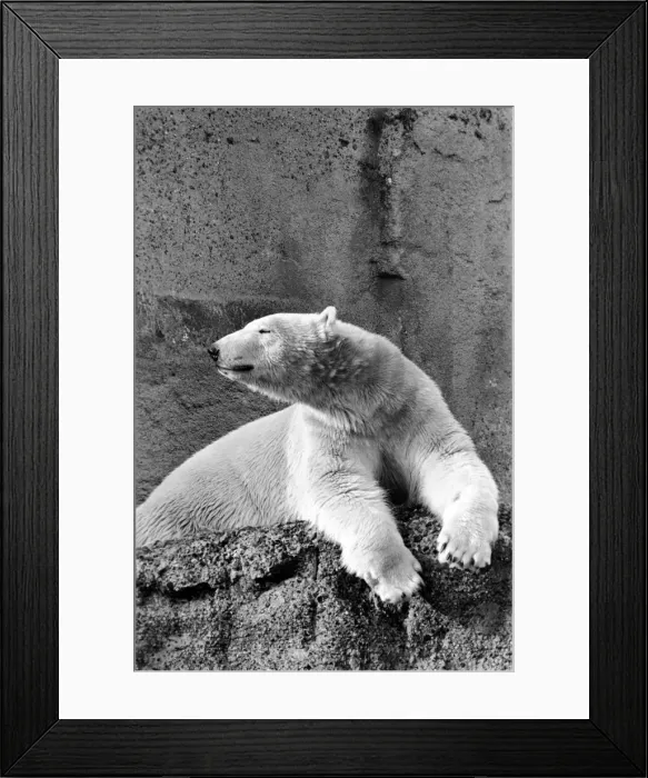 Framed Print : London Zoos Polar Bear seen here enjoying the recent cold snap Framed Print : London Zoos Polar Bear seen here enjoying the recent cold snap