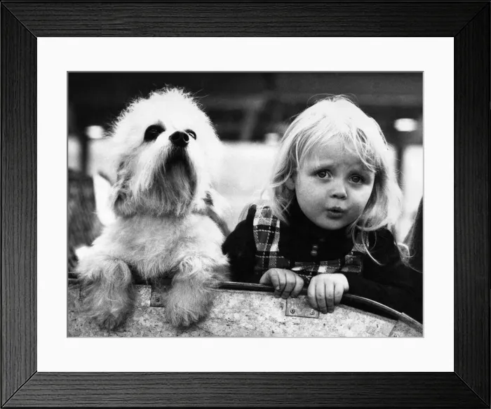 Framed Print : Lady and the Scamp. They look nervous. As well they might Framed Print : Lady and the Scamp. They look nervous. As well they might