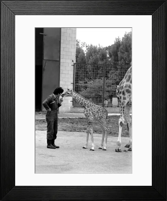 Framed Print : Baby giraffe seen here at Chessington Zoo checks out the Zoo Keepers
