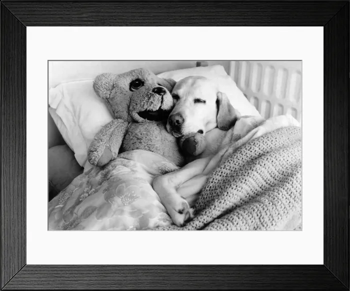 Framed Print : August the Labrador - a sucker for five star pampering. September 1987 P006422 Framed Print : August the Labrador - a sucker for five star pampering. September 1987 P006422