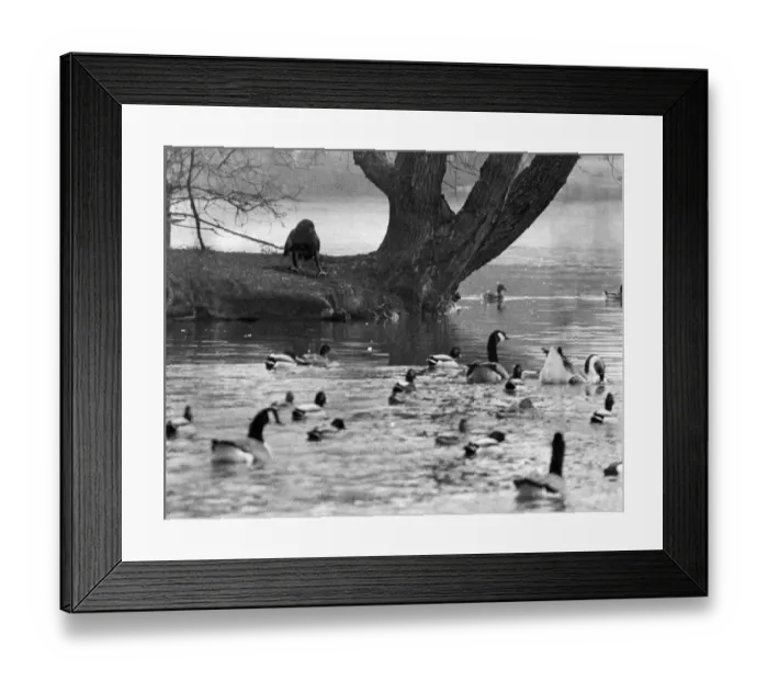 Framed Print : Goldie the escaped zoo eagle sits on the bank at Regents Park having a look at the ducks