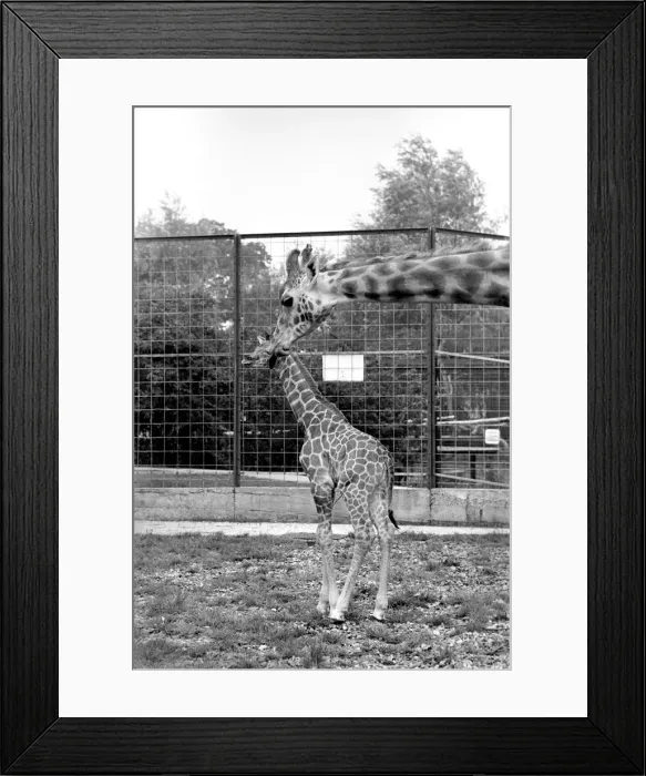 Framed Print : Little and Large, Delilah and baby giraffe seen here at Chessington Zoo Framed Print : Little and Large, Delilah and baby giraffe seen here at Chessington Zoo