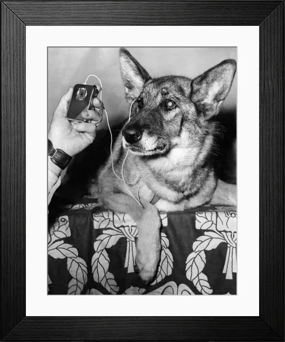 Framed Print : The deaf-aid is her guide. She can hear the word of command -- and see the signal