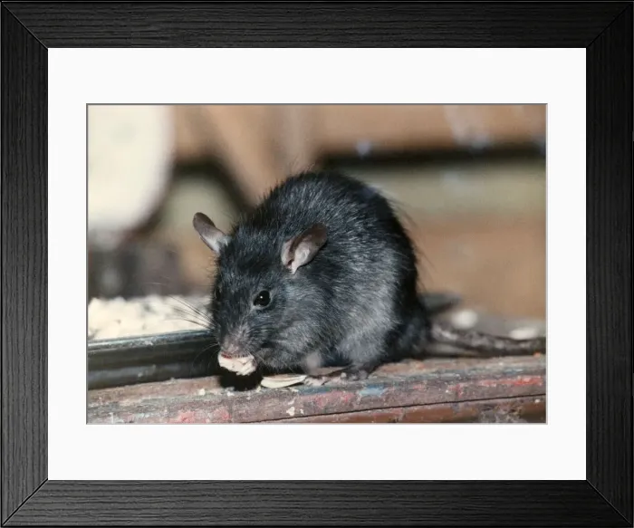 Framed Print : Animals: Black rats. Rat has a handful of nuts for his tea Framed Print : Animals: Black rats. Rat has a handful of nuts for his tea