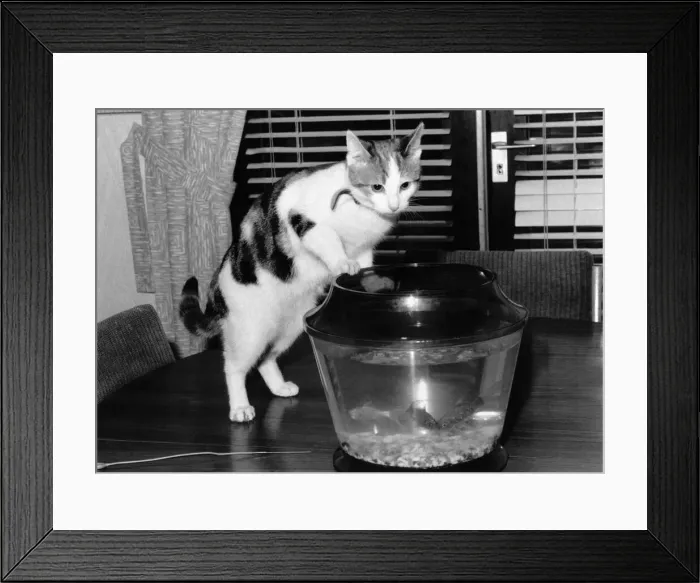 Framed Print : Just Fishing: Sue the curious cat stalks lucky Hughie and his fish mates