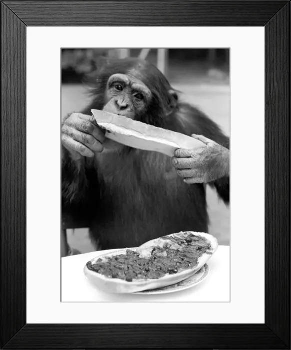 Framed Print : Chimps at Twycross Zoo. Sampling his bread and jam. August 1977 77-04341-009