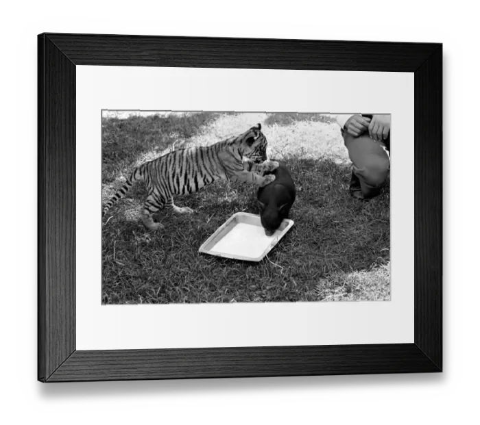 Framed Print : Tiger cub and Vietnamese pig at Zoo. 77-04303-004 Framed Print : Tiger cub and Vietnamese pig at Zoo. 77-04303-004
