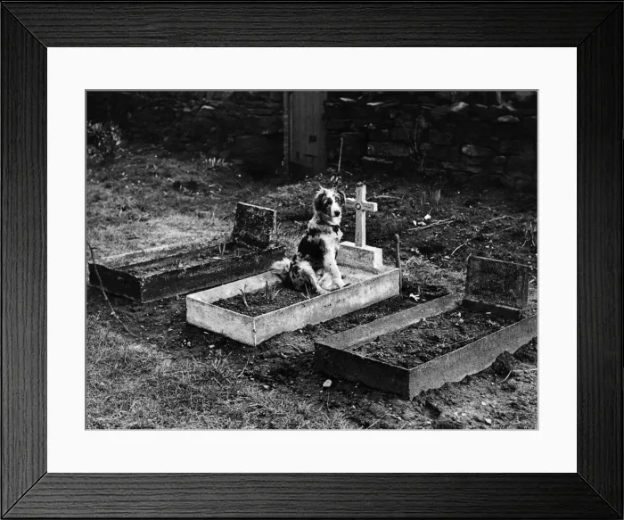 Framed Print : Picture shows Roger 6 month old pet of Mrs. Clara Stansfield of Rodley nr Leeds sitting Framed Print : Picture shows Roger 6 month old pet of Mrs. Clara Stansfield of Rodley nr Leeds sitting