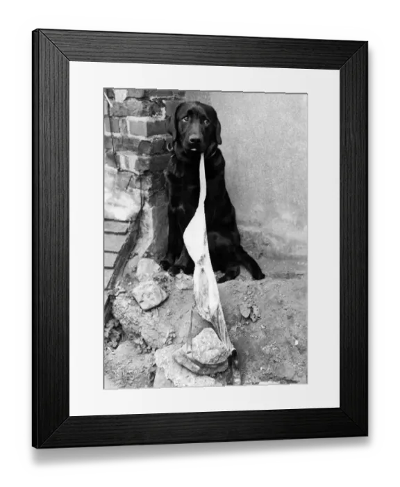 Framed Print : Nicker. Thief at work on the family clothesline. Dog with a dirty muddy stolen bra Framed Print : Nicker. Thief at work on the family clothesline. Dog with a dirty muddy stolen bra