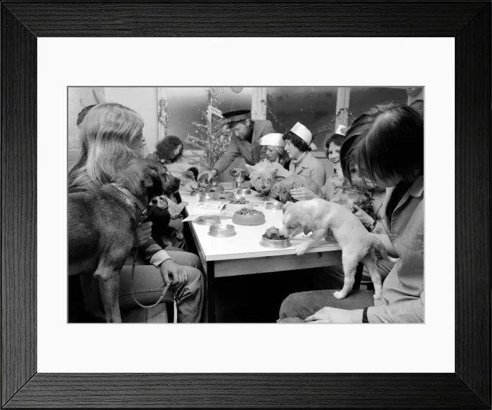 Framed Print : Dog Owners and their pets seen here having a Christmas party. December 1976 76-07481-013